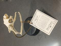 Replica of King Cobra skull showing large fangs