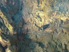 Sunburst Diving Beetle Thermonectus marmoratus on natural surface