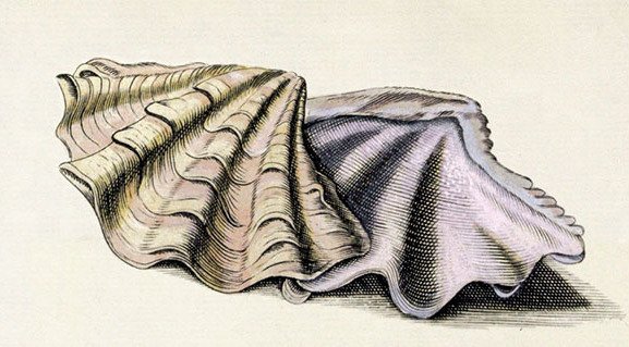 Watercolor painting of two shells by Anna or Susanna Lister in the Bodleian Library