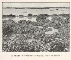 Oysters on a reef near La Rochelle, France