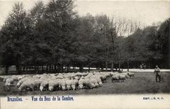 Sheep grazing in the Bois de la Cambre park in Brussels