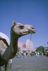 Camel standing on street in front of Hawa Mahal in Jaipur during Jacqueline Kennedy's visit
