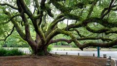 Gnarled green tree with twisted branches at the Imperial Palace grounds in Kyoto