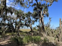 Spanish Moss hanging from tree branches in a maritime hammock habitat at Cedar Point