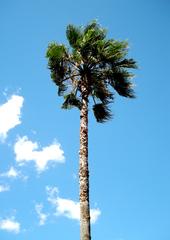 Palm tree Washingtonia robusta at Osaka Gakuin University Japan