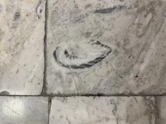 Fossil displays at Mexico City International Airport