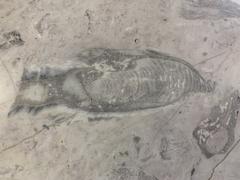 Fossils displayed at Mexico City International Airport