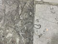 Fossils displayed at Mexico City International Airport