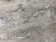 Fossils displayed at Mexico City International Airport