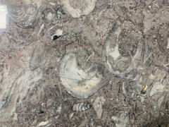 Fossils displayed at Mexico City International Airport