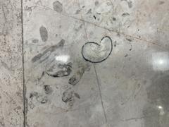 Fossils displayed at Mexico City International Airport