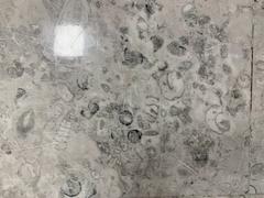 Fossils displayed at Mexico City International Airport