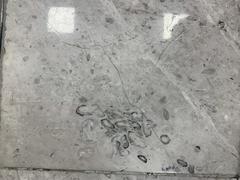 Fossils displayed at Mexico City International Airport