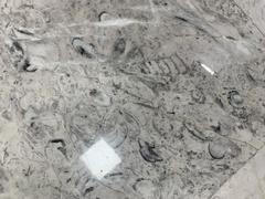 Fossils displayed at Mexico City International Airport