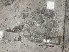 Fósiles exhibidos en el Aeropuerto Internacional de la Ciudad de México