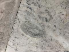 Fossils displayed at Mexico City International Airport