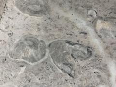 Fossils displayed at Mexico City International Airport
