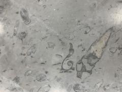 Fossils displayed in Mexico City International Airport