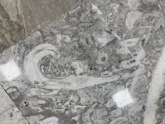 Fossils displayed at Mexico City International Airport