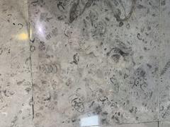 Fossils displayed at Mexico City International Airport