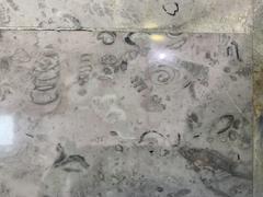Fossils displayed at Mexico City International Airport
