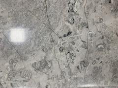 Fossils displayed at Mexico City International Airport
