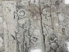 Fossils displayed at Mexico City International Airport
