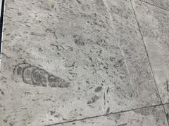 Fossils displayed at Mexico City International Airport