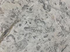 Fossils displayed at Mexico City International Airport