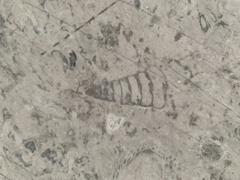 Fossils displayed at Mexico City International Airport