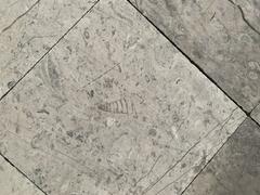Fossils displayed at Mexico City International Airport