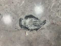 Fossils displayed at Mexico City International Airport