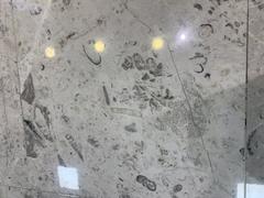 Fossils exhibited at Mexico City International Airport