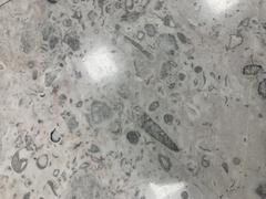 Fossils displayed at Mexico City International Airport