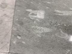 Fossils displayed at Mexico City International Airport