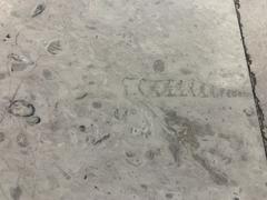Fossils displayed at Mexico City International Airport