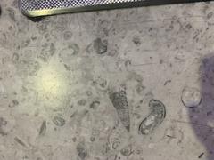 Dinosaur fossils exhibit at Mexico City International Airport