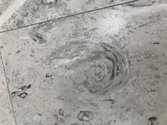 Fossils displayed at Mexico City International Airport