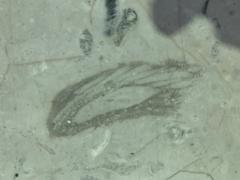 Fossils displayed at Mexico City International Airport