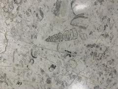 Fossils on display at Mexico City International Airport