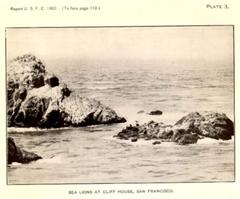 Sea lions resting on rocky shore near Cliff House, San Francisco