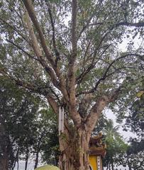 Trấn Quốc Pagoda