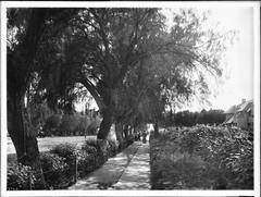 Black and white photograph of marguerite flowers bordering a sidewalk in front of the Paul de Longpré residence on Hollywood Boulevard and Cahuenga Avenue, circa 1905. Shows street trees, pedestrians, a horse-drawn carriage, and a streetcar.