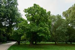 Grüneburgpark in Frankfurt am Main with green trees and pathways on a sunny day