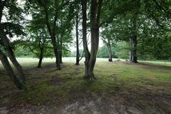 Grüneburgpark in Frankfurt am Main with green trees and walking paths