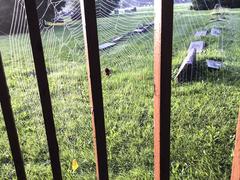 Spider webs on fence at Bohemian National Cemetery early morning