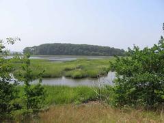 View of Thompson Island salt marsh with marsh grass above water, trees framing the foreground, and a forested island background