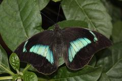 Archaeoprepona demophon butterfly perched on a leaf in Montreal Botanical Garden