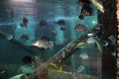 Oceanarium building in Aracaju seen from outside with a person walking at the entrance