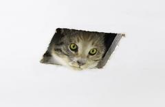 Taxidermy cat artwork titled Ceiling Cat by Eva and Franco Mattes